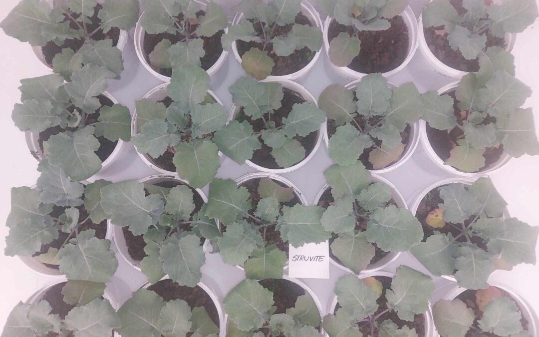 How to assess the effectiveness of recycled nutrient fertilizers?