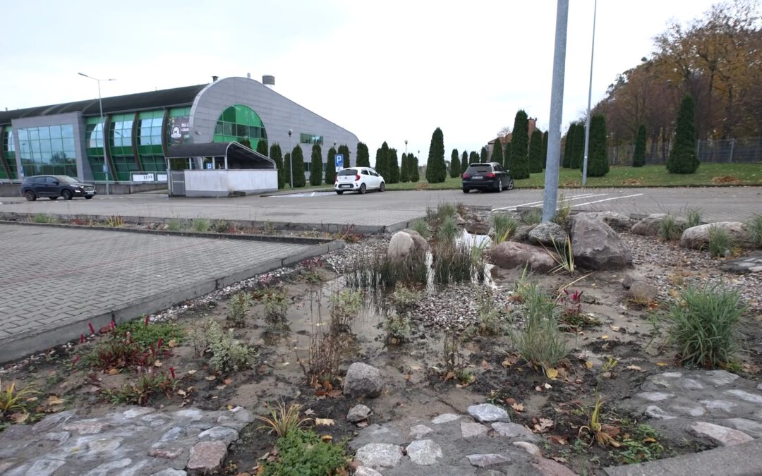 The Low-Hanging Fruit of a Rain Garden