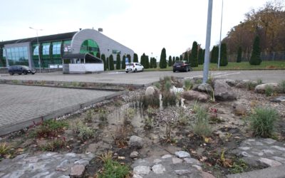 The Low-Hanging Fruit of a Rain Garden