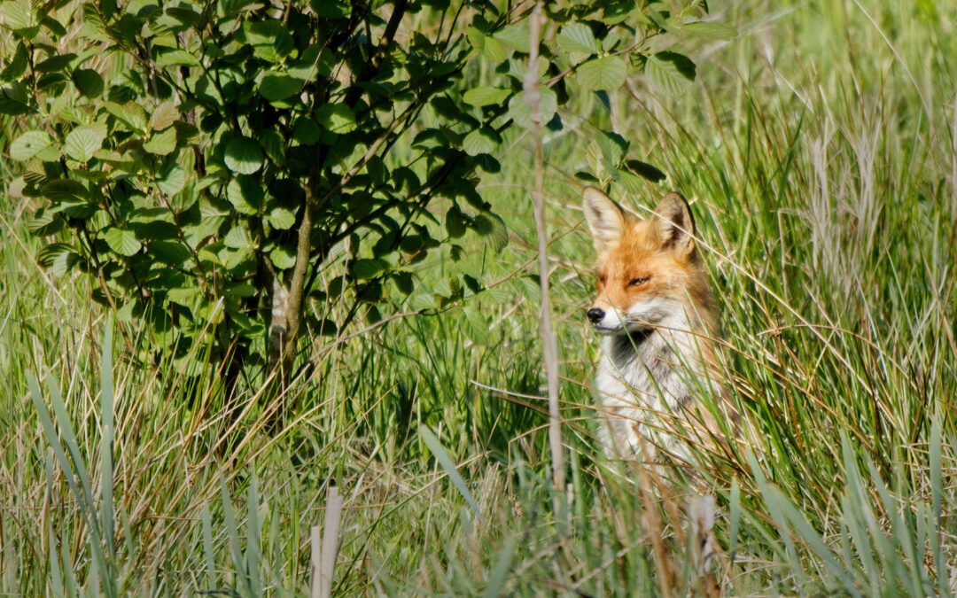 Brunnsparken Wetlands (Sweden)