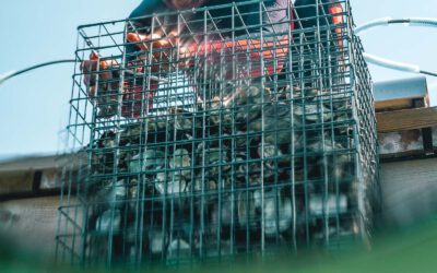 Transforming Harbour Spaces into Biodiversity Hotspots on Møn