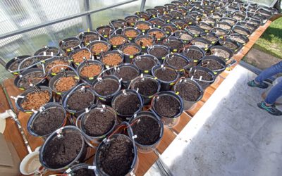 The effectiveness of recycled nutrient fertilizers tested in greenhouse trials
