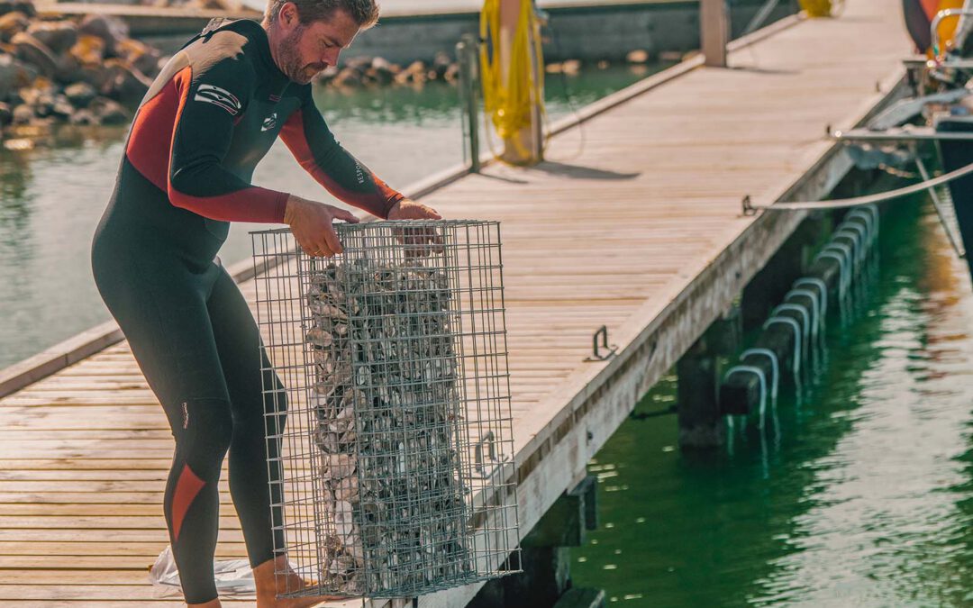 Harbor Structures on Møn – Biohuts