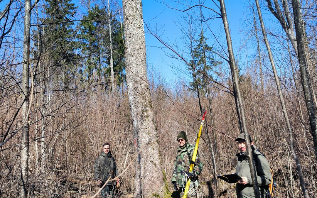 DIVERSE_GENE_WATCH DNA Tree Sampling Has Begun
