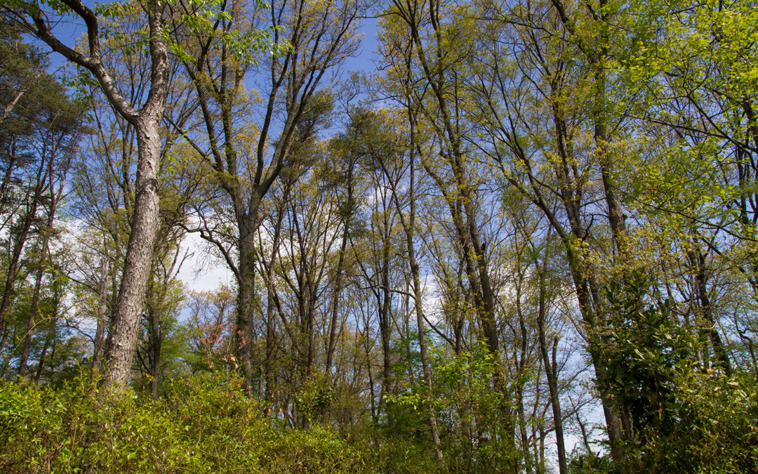 DIVERSE_GENE_WATCH Report – How to Enrich Genetic Diversity in Forest Tree Populations