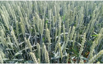 PestSpace. Scientists and practitioners on the future of plant protection