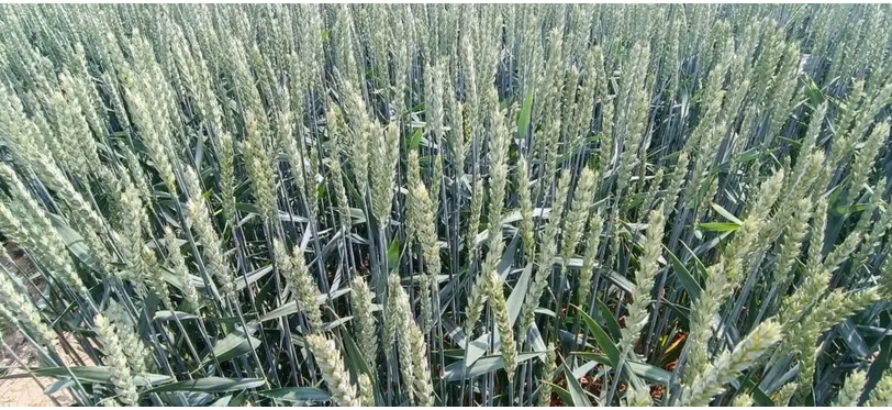PestSpace. Scientists and practitioners on the future of plant protection