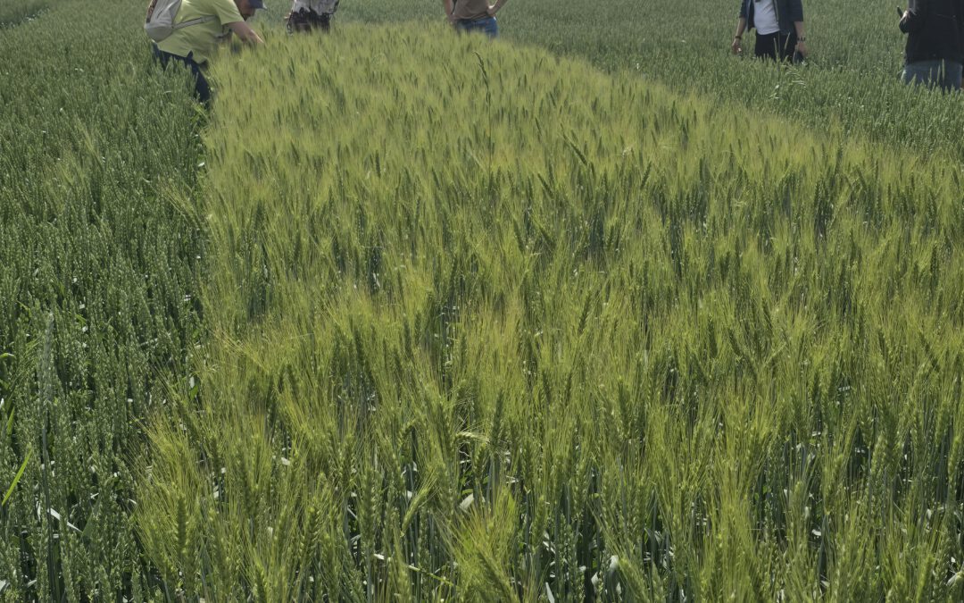 Second Field Workshop in Lithuania: Practical Application of Artificial Intelligence Solutions for Plant Disease and Pest Monitoring