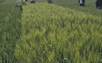 Second Field Workshop in Lithuania: Practical Application of Artificial Intelligence Solutions for Plant Disease and Pest Monitoring
