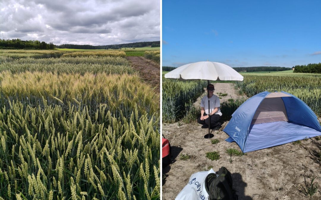 Field Diary from Finland: Monitoring Wheat Health at 30°C