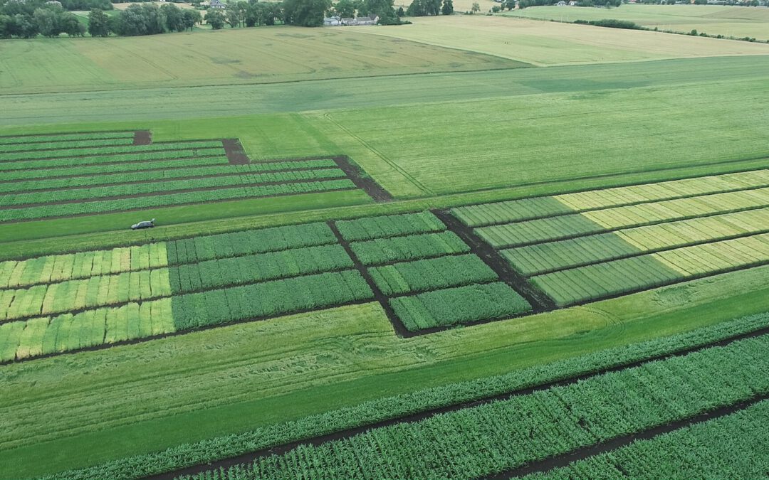 Monitoring and Innovative Diagnostics: How Research in the PestSpace Project Supports Faba Bean Crop Protection