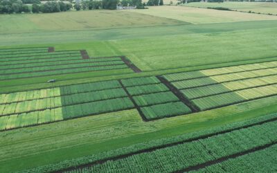 Monitoring and Innovative Diagnostics: How Research in the PestSpace Project Supports Faba Bean Crop Protection
