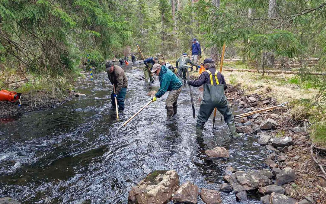 A Collaborative Approach to Stream Restoration in Jönshytteån