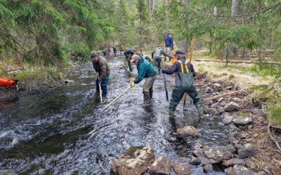 A Collaborative Approach to Stream Restoration in Jönshytteån