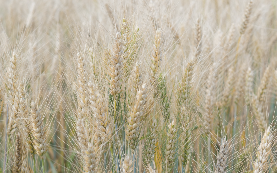 PestSpace for Farmers: What Could Change in the Field?