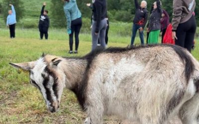 New ways of utilizing green spaces were tested in the Baltic Sea region